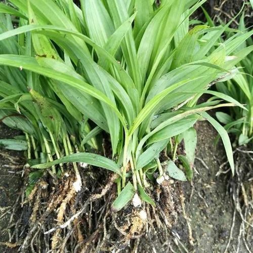 白芨的种植技术白芨的种植方法介绍